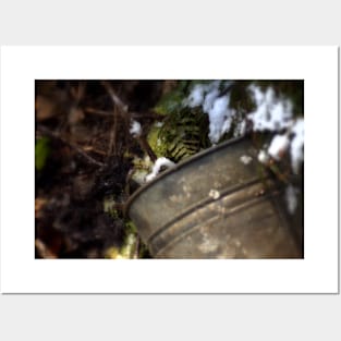 tin bucket in a snowy Oregon forest Posters and Art